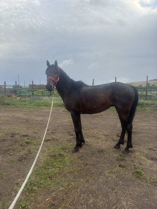 Продам жеребца срочна