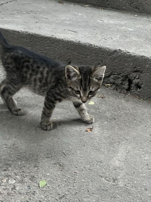 Котятя