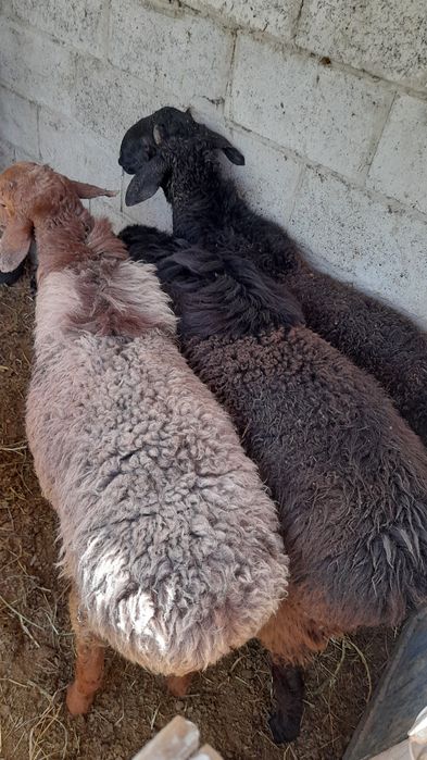 Qòchqorlat sotiladi 4 ta