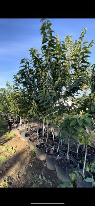 Pomi fructiferi la ghiveci !