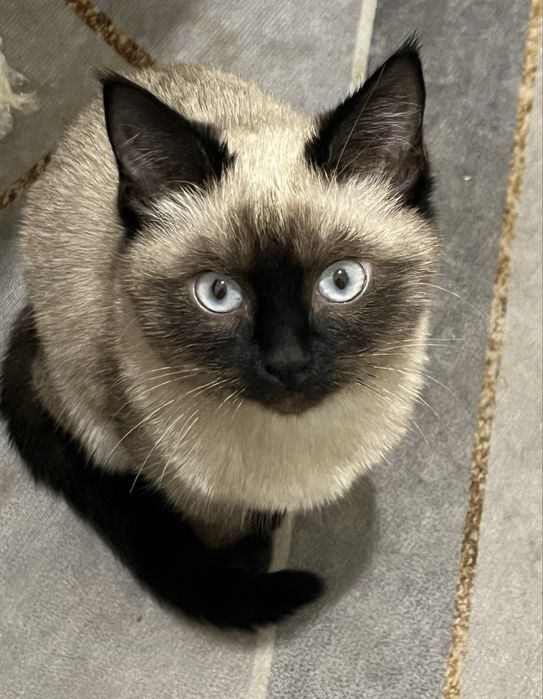 Отдам сиамскую кошку