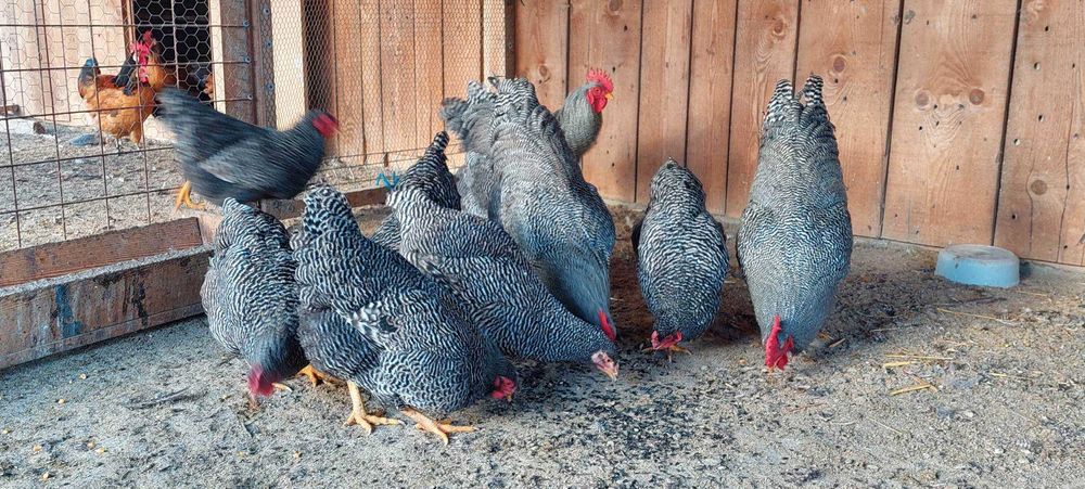 oua plymouth rock barat