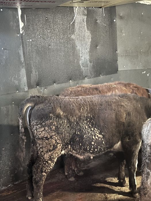 продам бычка стоит на откорме