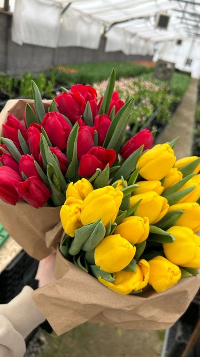 Тюльпаны Премиум класса