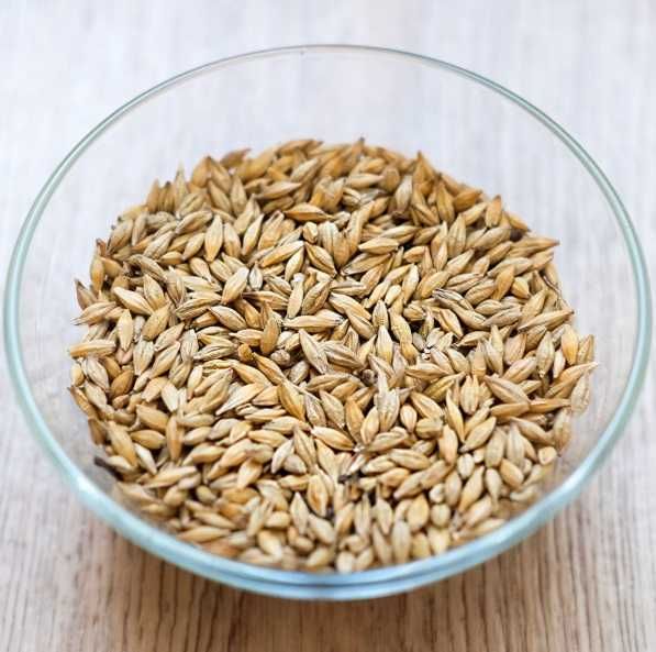 Продам семена ячмень