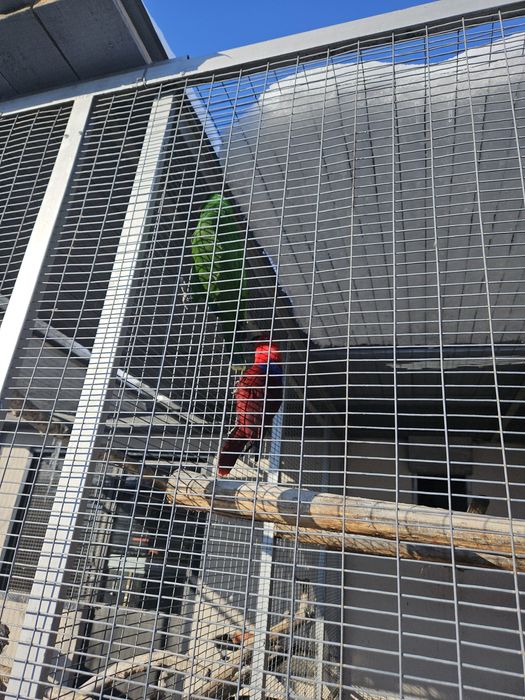 Eclectus pereche matura