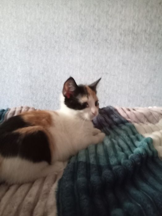 Отдаём котёнка, девочка, очень милая