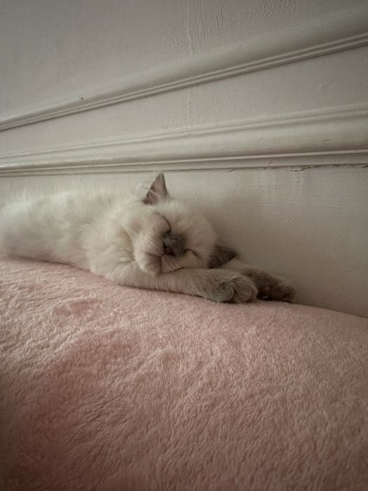 Продается котёнок
