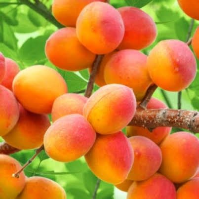 Pomi Fructiferi Clasici