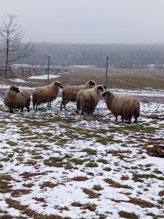 Vînd oi tinere bune