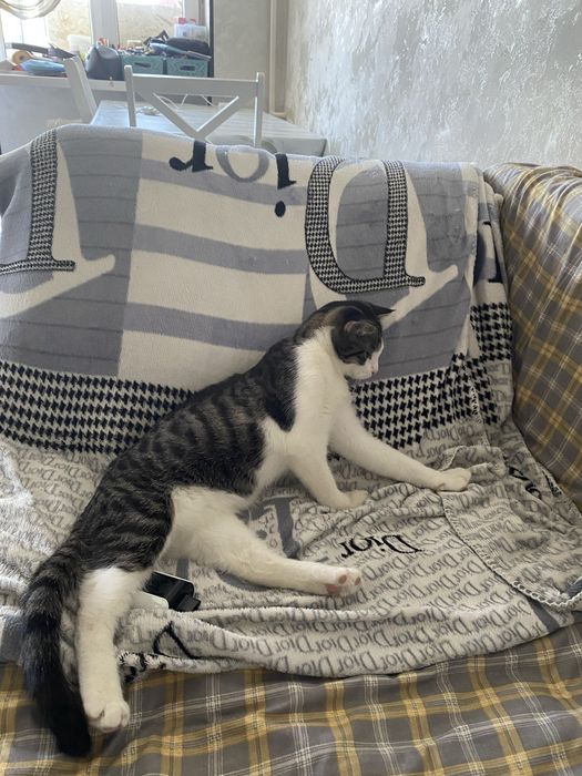 Отдам кота в добрые руки