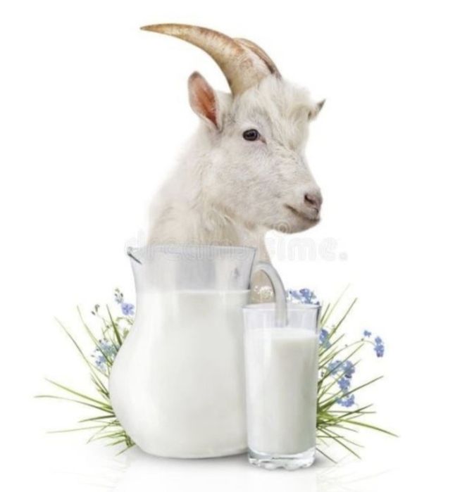 Продам Козе молоко
