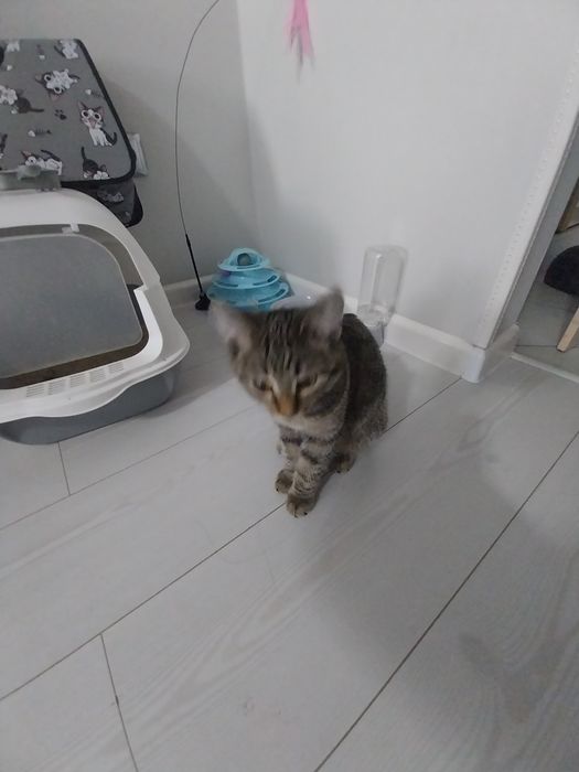 Кошку отдам хорошие руки