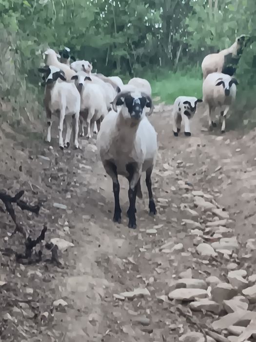 Oi tinere de vânzare.