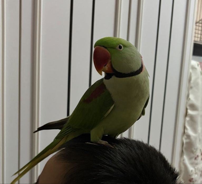 Попугай Александрский ручной