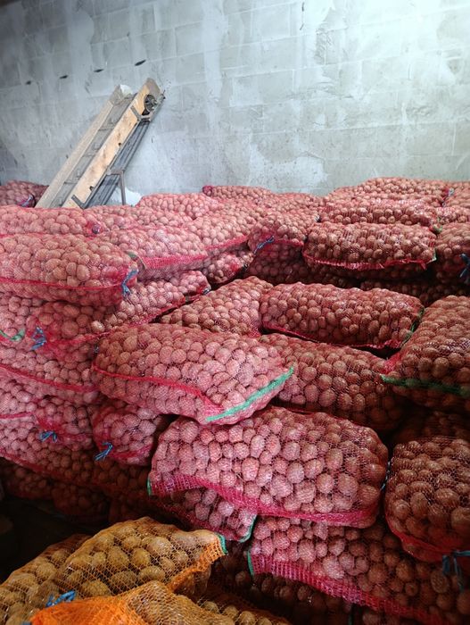 Cartofi samanta de covasna