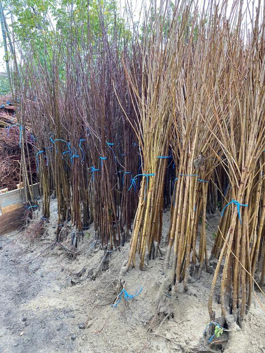 Pomi fructiferi de anul 3