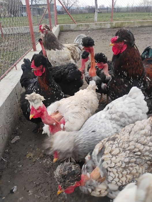 Oua incubat găini motate golașe și barboase