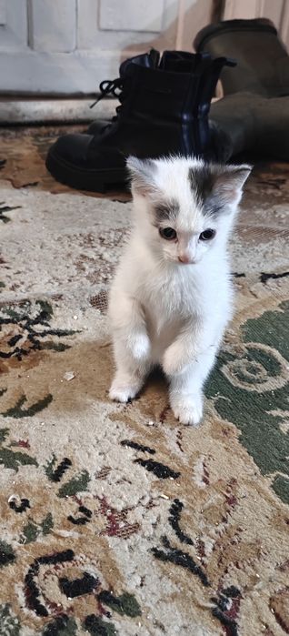 Отдам котят инвалидов