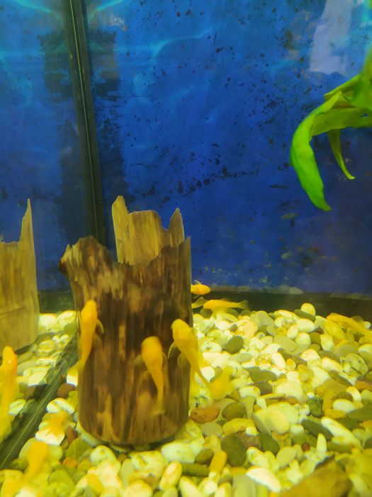 Анциструсы желтые