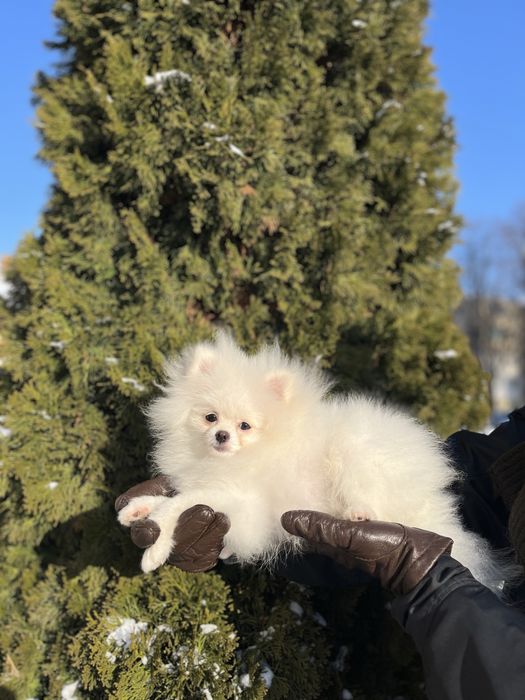 Pomeranian alb mini