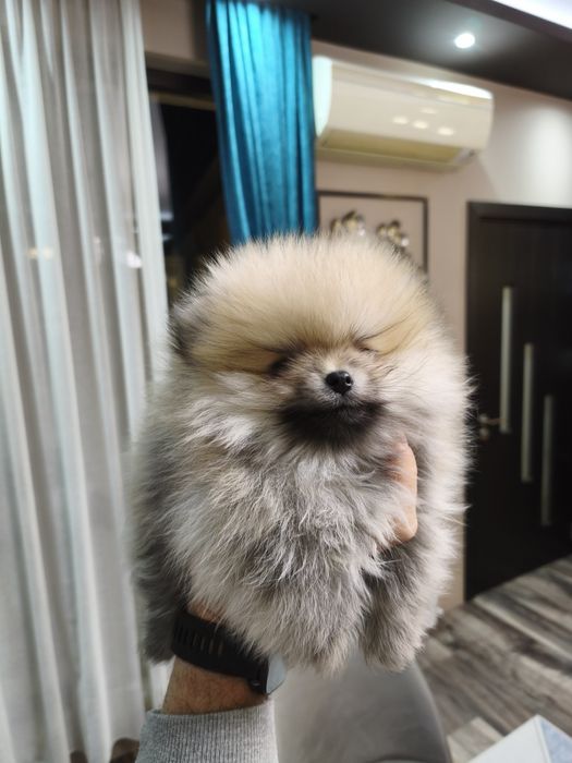 Померан мъжки и женски