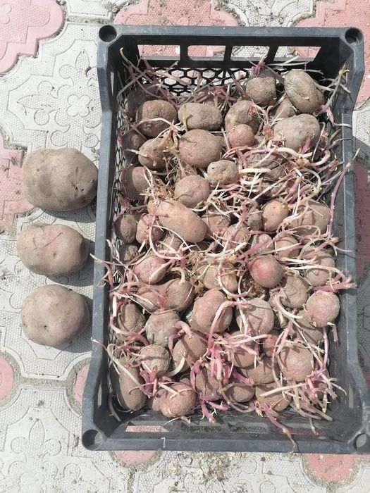 Продам картофель семенной