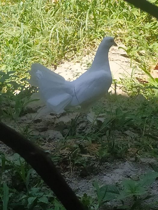 Голуби- павлины чистой породы