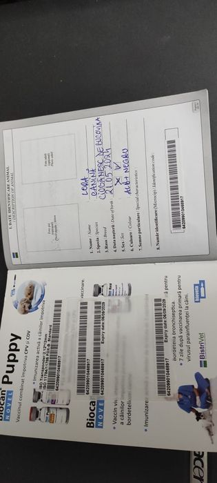 Ciobănesc de Bucovina