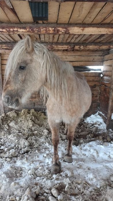 Продам лошадей .