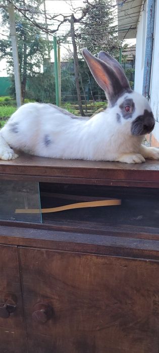 Зайци немска пеперуда