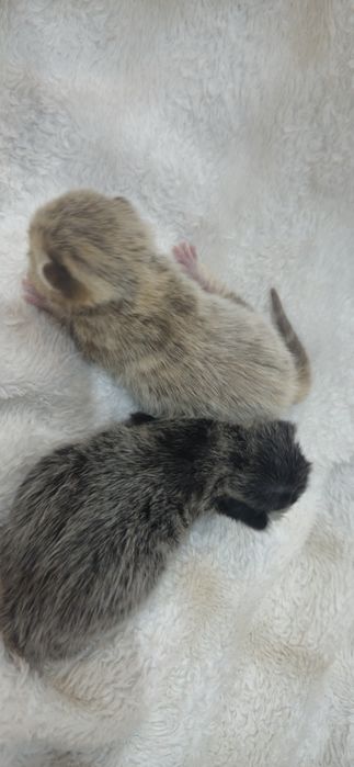 Шотландский котенок