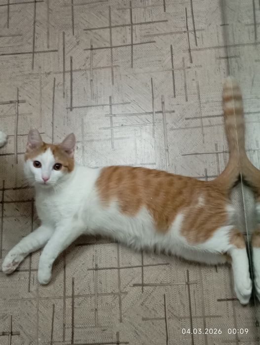 отдам мальчика подростка