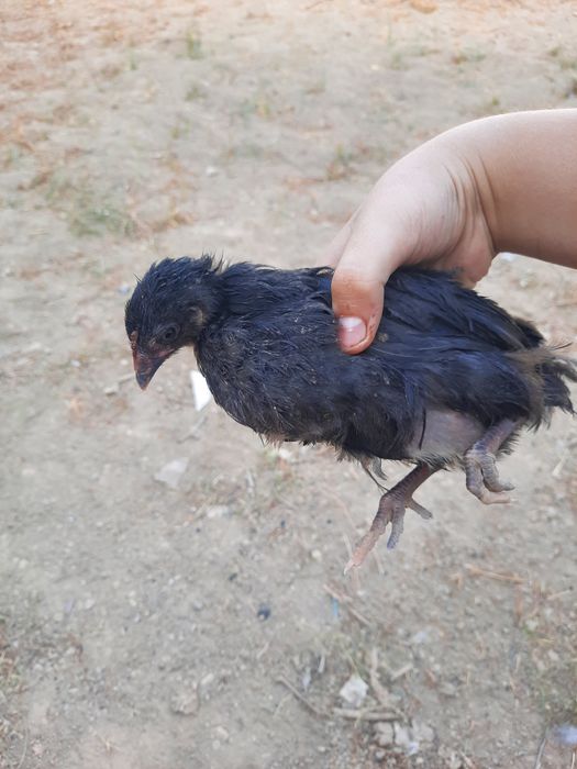 Onalarning pornografik fotosuratlari galereyasi