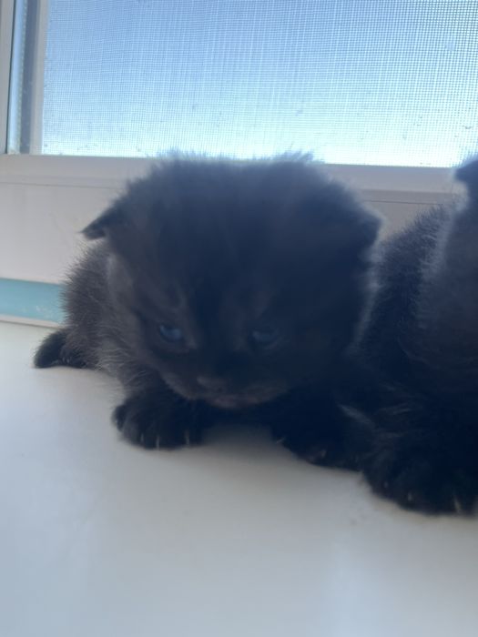 Котята на бронь осталось два мальчика