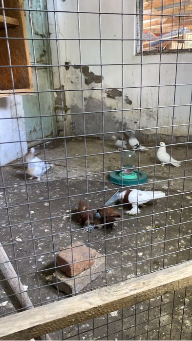 Продается пискуны капкан, кептер капкан