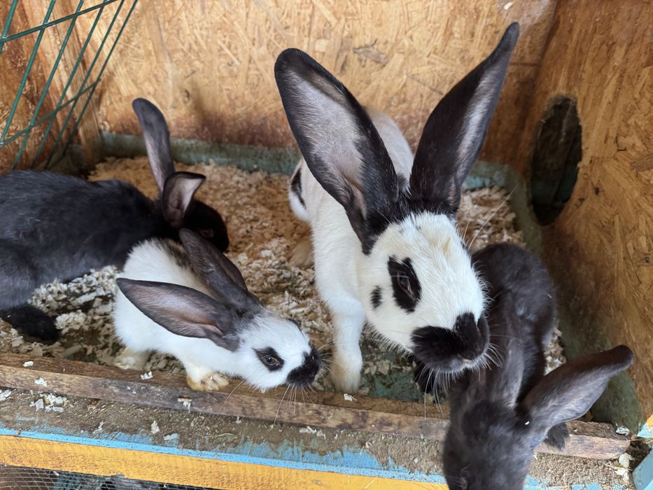 Iepuri Urias german gri si Fluture german