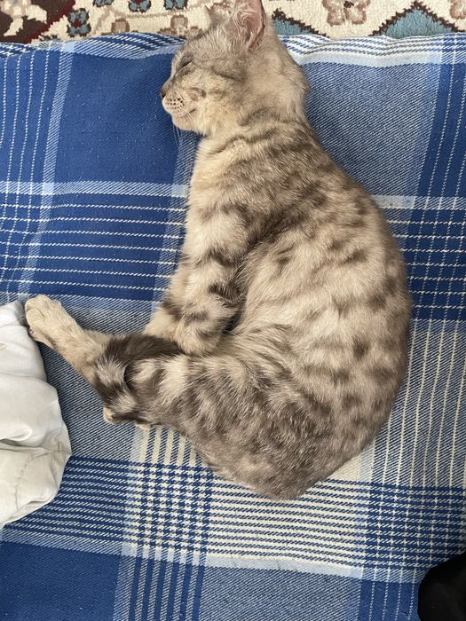Отдам кошечку в добрые руки