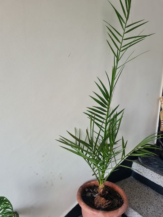 Продавам 1 голяма и 1 малка палма-200лв.