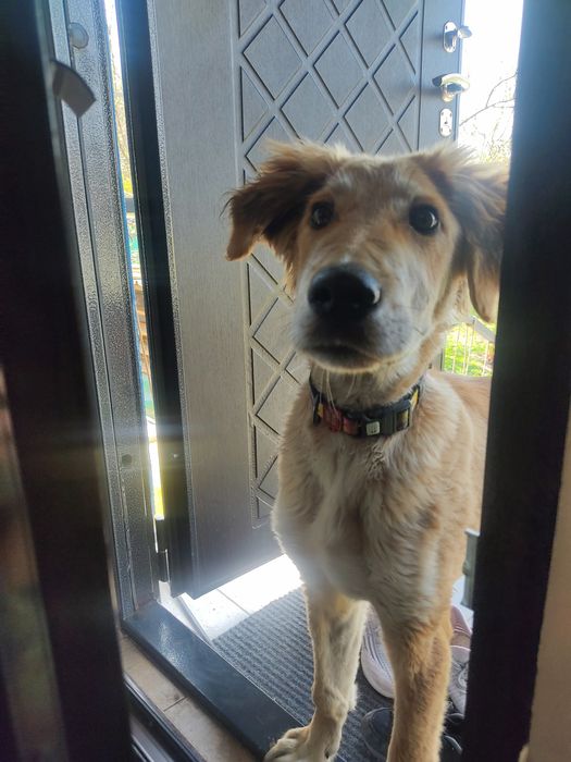 Собака в хорошие руки