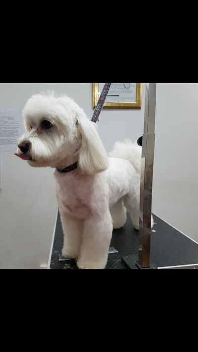 Tund câini și pisici la salon in sect. 4/Tuns caini/Pisici