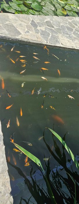 Мальки карпа Кои