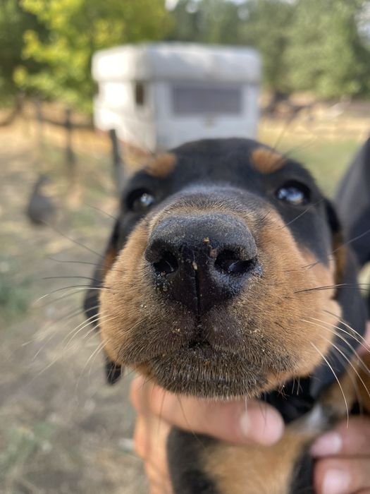 Ловни кученца