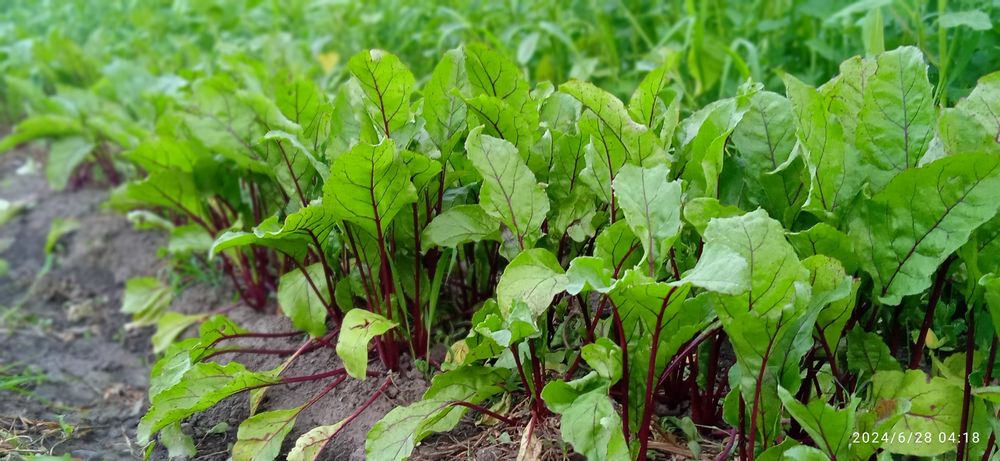 Продам фазенду или дачу