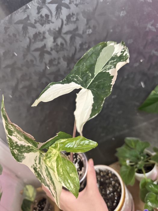 Хойя принцесса Аргентия