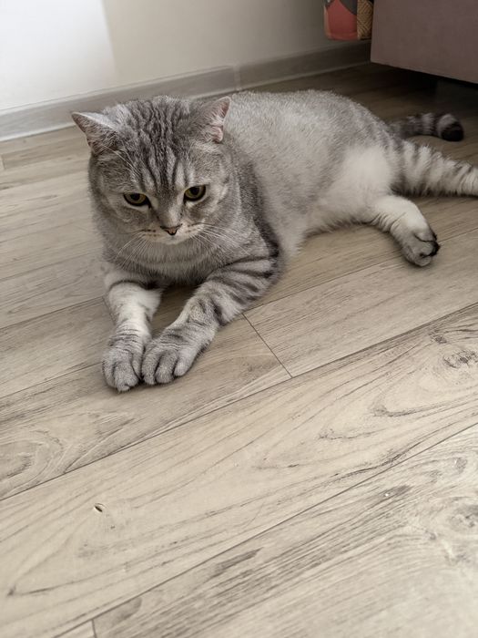 Отдам даром кота