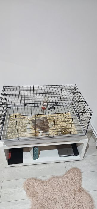 Porcusor de guineea