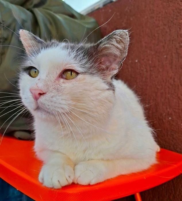 Adoptie pisica motan Martafoi si Martafica