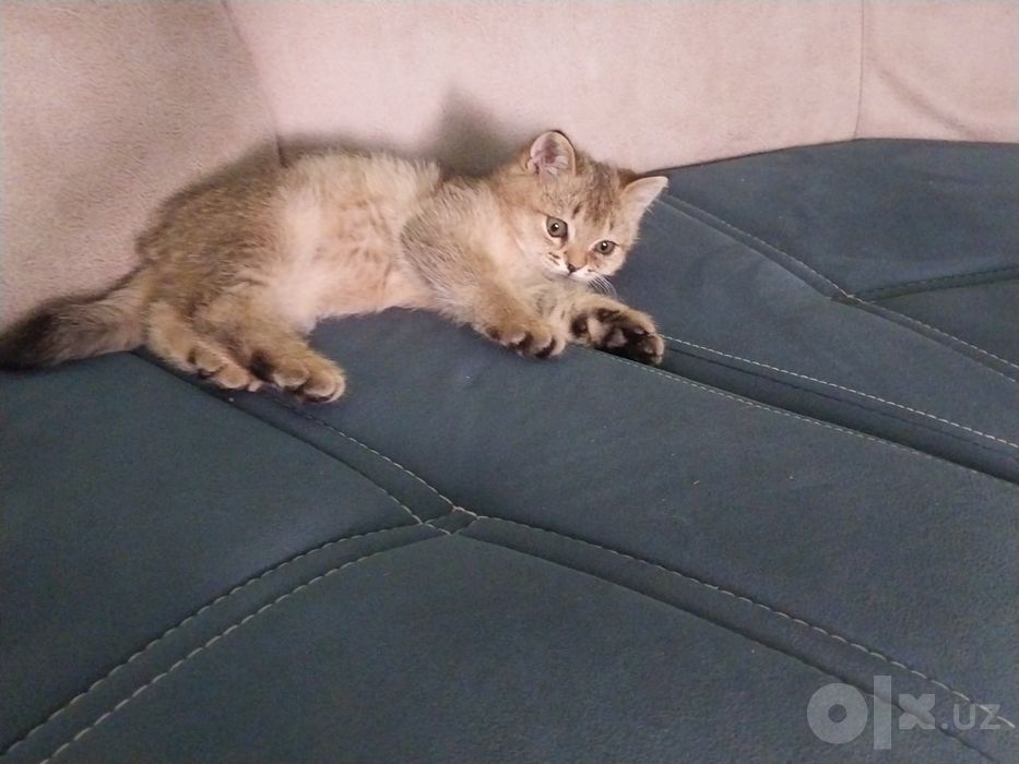 Раздаются породистые котята