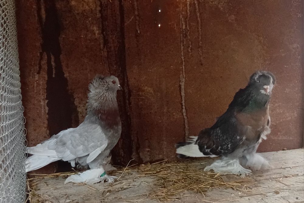 Vand uriasi maghiari si stroaseri